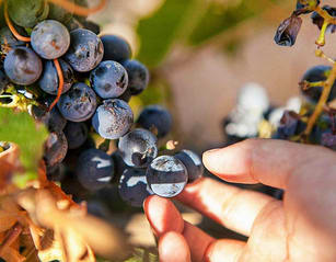 Uncork Mendoza